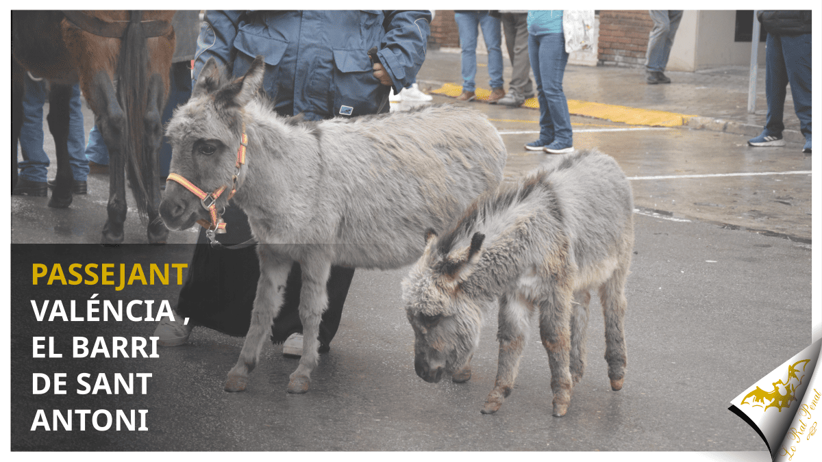 El barri de Sant Antoni i la seua festa