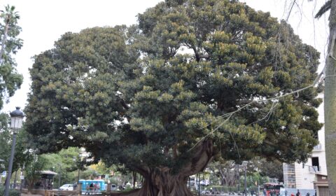 Ficus