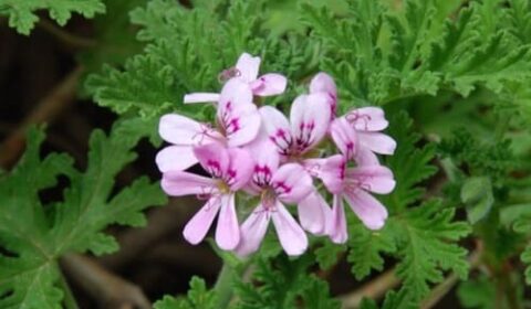 Flor Malvarrosa