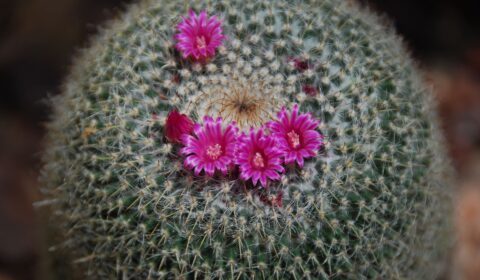 Cadira de la sogra en flor