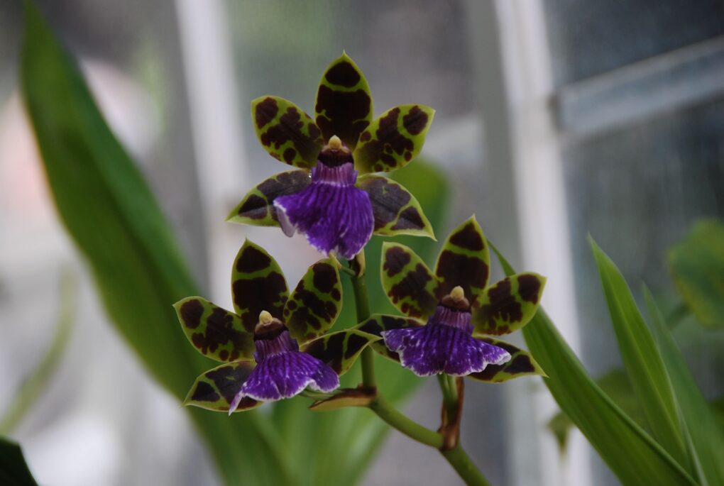 Orquídees zygopetalum