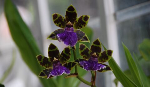 Orquídees zygopetalum