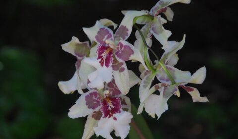 Orquídea Beallara