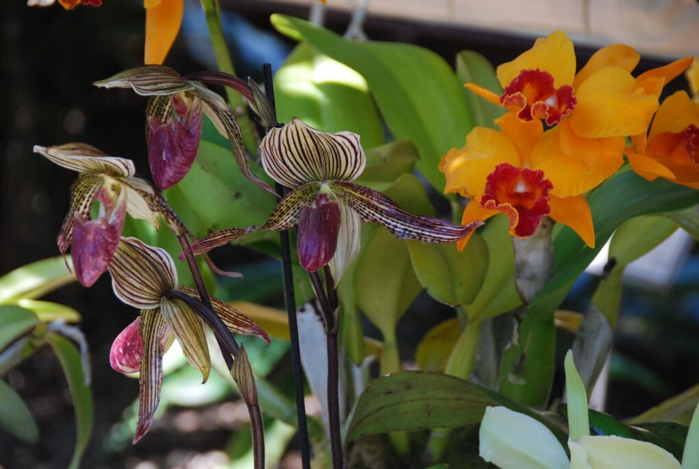 Orquídea Paphiopedilum