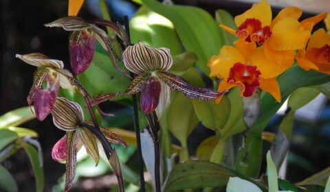 Orquídea Paphiopedilum