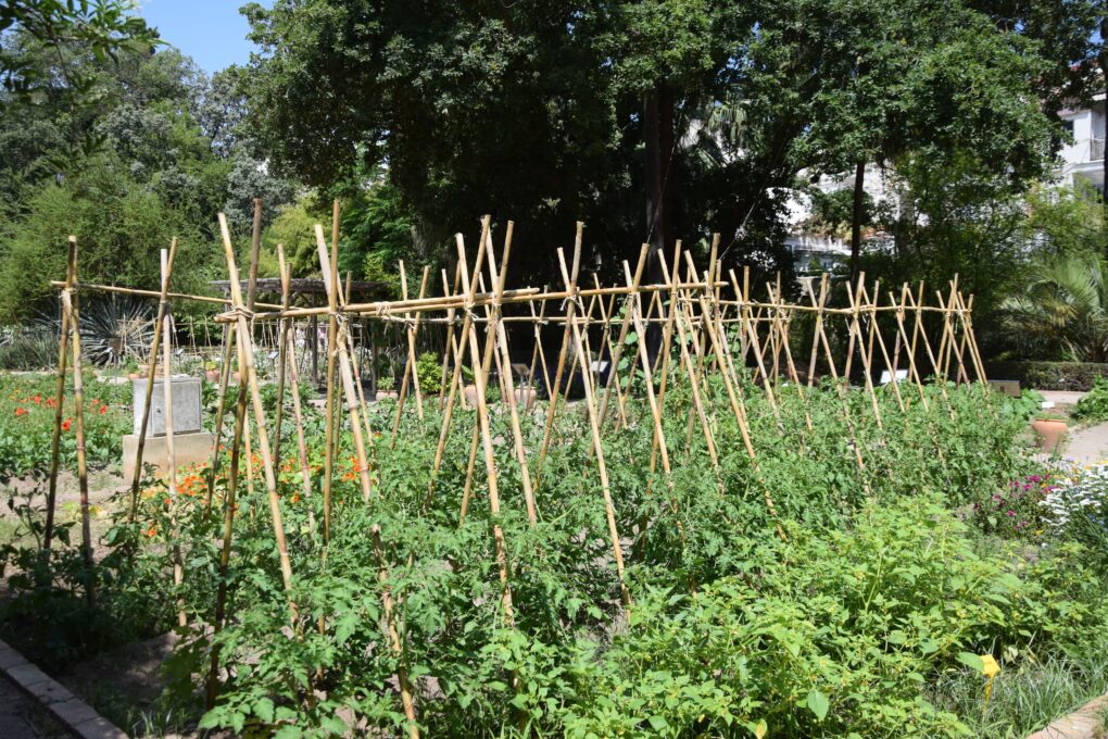 Horta de tomates, pimentons