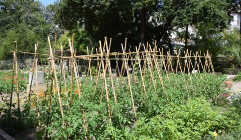 Horta de tomates, pimentons