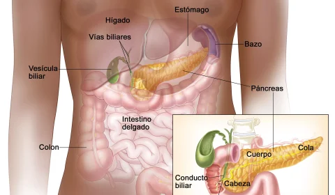 Anatomia del pàncrees